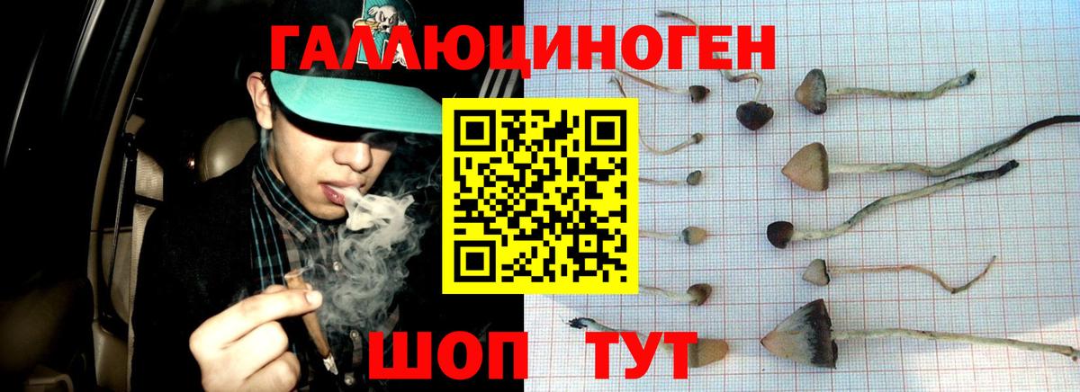 Псилоцибиновые грибы прущие грибы  Псилоцибиновые грибы Cubensis  как найти   Великий Новгород 